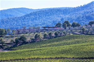 Vineyard landscape with rolling hills and trees under a clear sky.