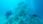 Scuba diver explores a coral reef with diverse marine life.