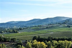 Vast vineyard with rolling hills under a clear blue sky.
