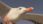 Close-up of a seagull in flight against a clear sky.
