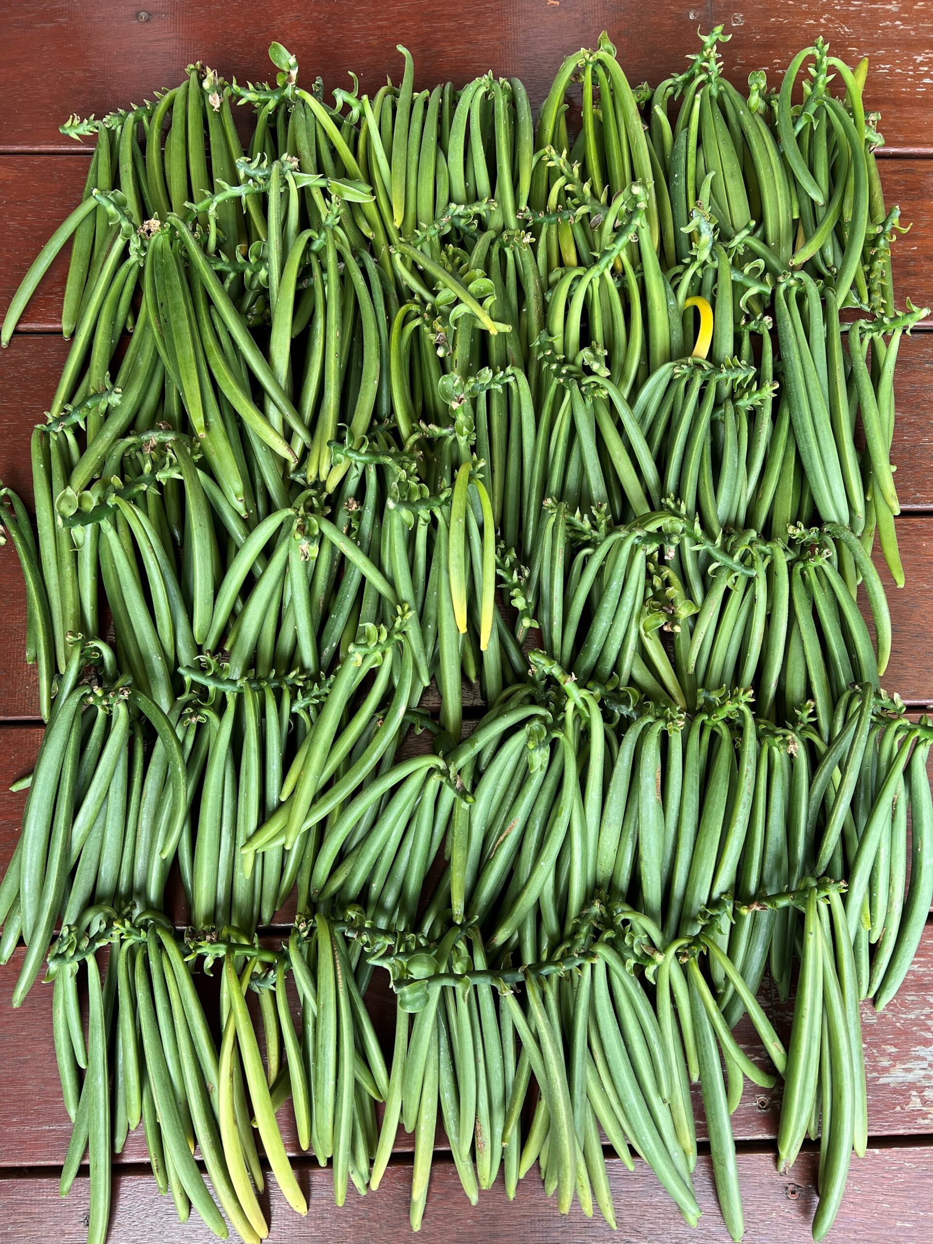 Finding the investment sweet spot for vanilla cultivation