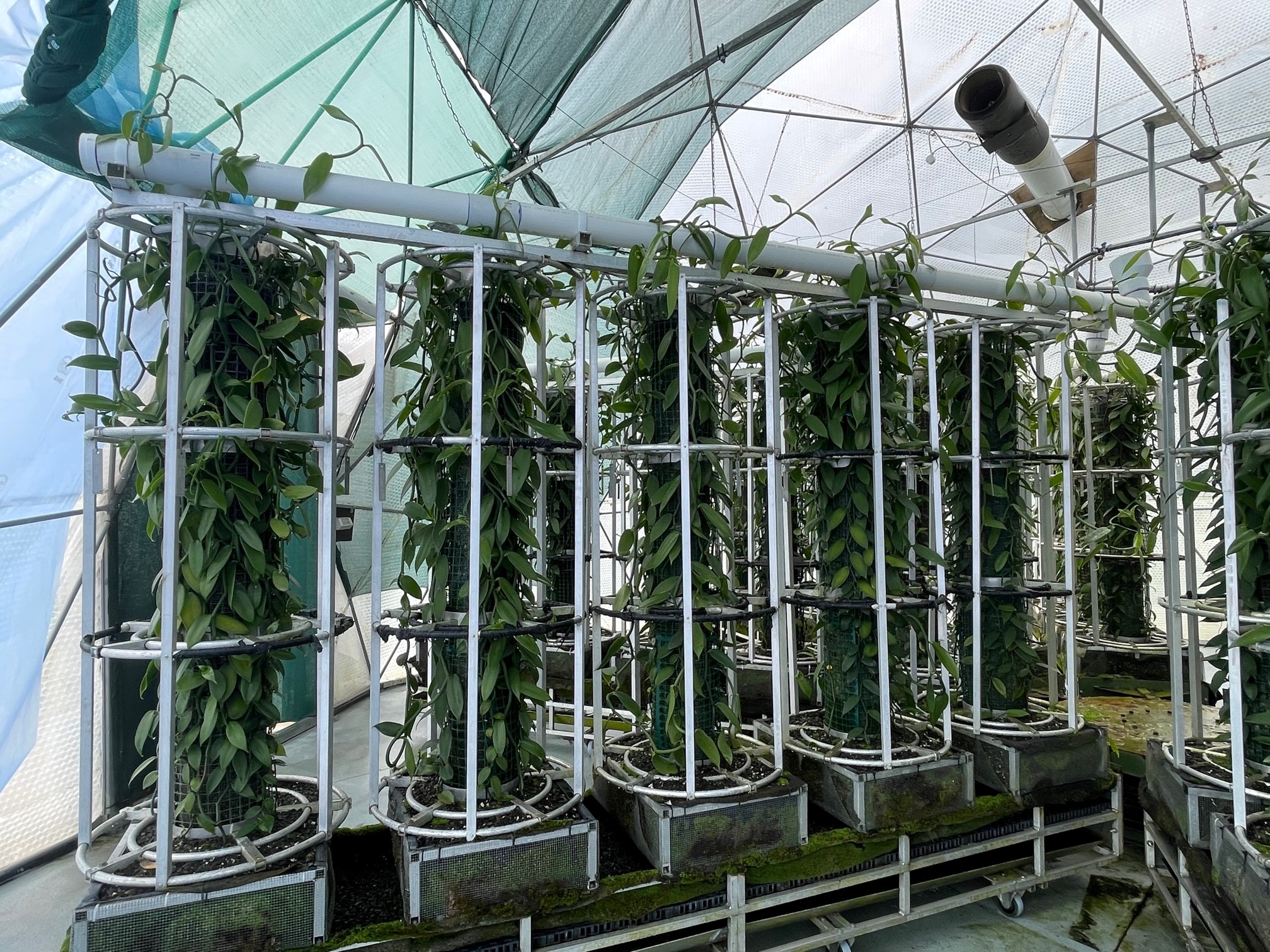 Finding the investment sweet spot for vanilla cultivation