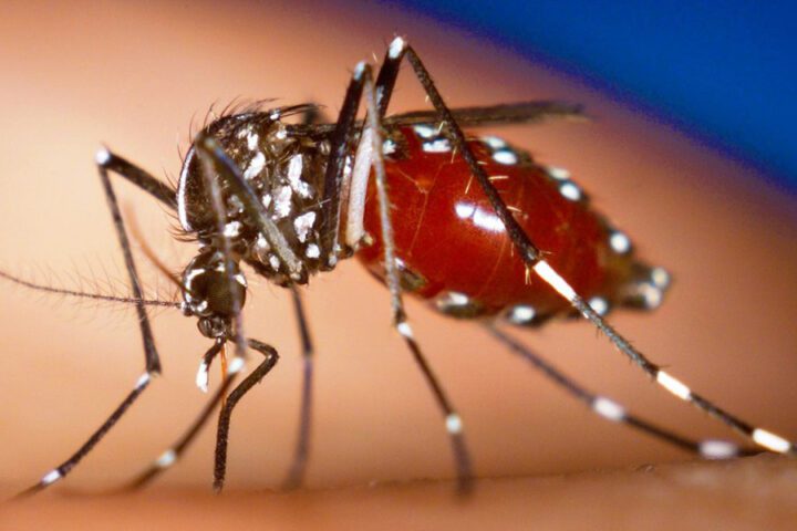 A mosquito with a blood-filled abdomen on human skin.